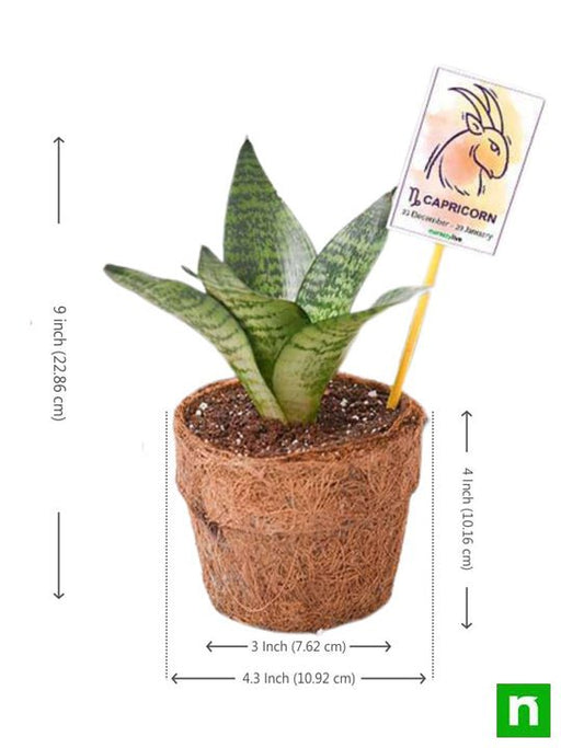 sansevieria for capricorn or makar rashi - plant