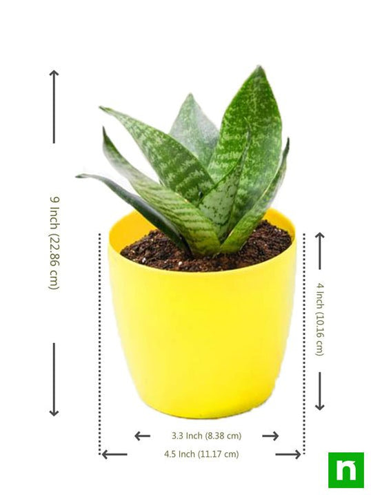Buy Indoor Plants online from Nurserylive at lowest price.