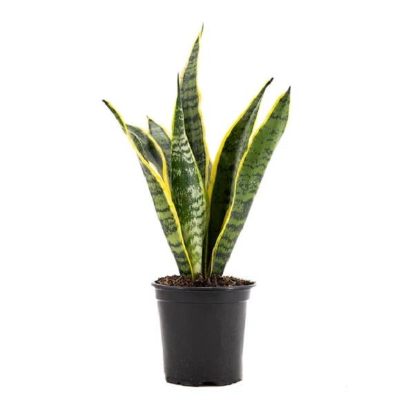 snake plant indian name Buy Sansevieria trifasciata, Snake Plant (var. laurentii)