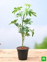 schefflera - plant