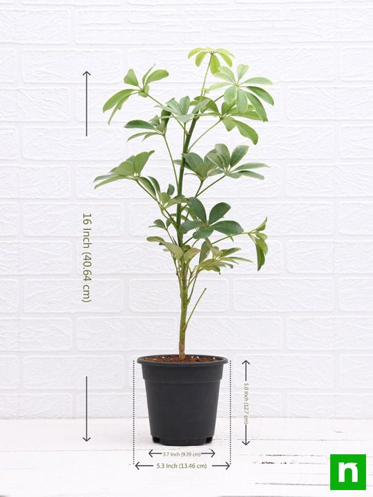 schefflera - plant