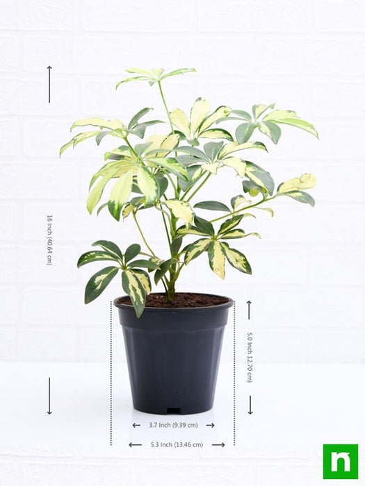 schefflera variegated - plant
