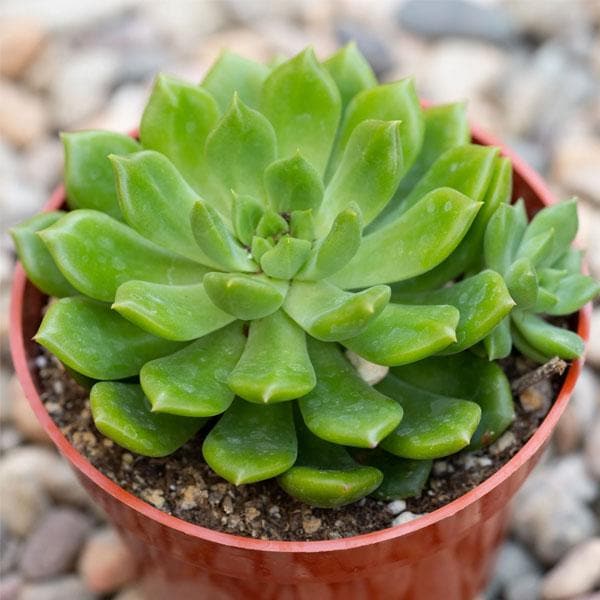 succulent like rose Buy Sedeveria Green Rose