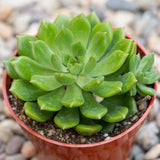 Sedeveria Green Rose - Succulent Plant