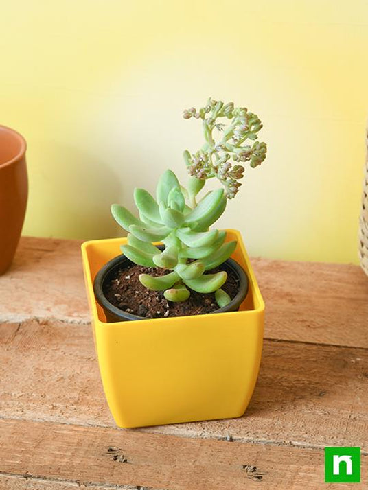 Cacti & Succulent Plants - Purple Cacti & Succulent Plants - Purple