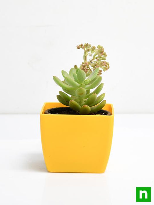 tiny yellow succulent Buy Sedum adolphii