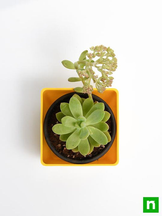 adolphii succulent Buy Sedum adolphii