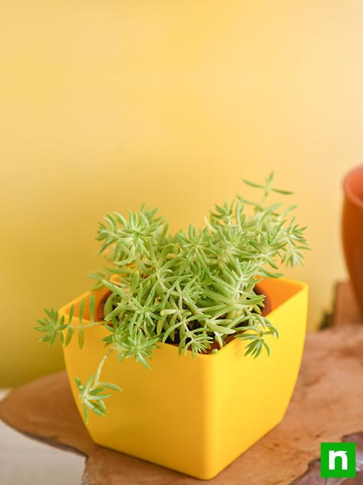 sedum angelina (green) - plant