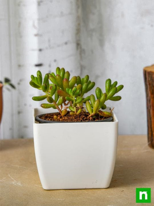 Buy Sedum Rubrotinctum Pork And Beans Succulent Plant Online From Nurserylive At Lowest Price