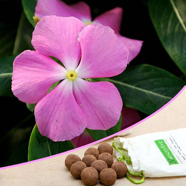 vinca flower seeds Buy Easy gardening, Vinca