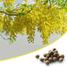 easy to grow native trees - 500 seed balls