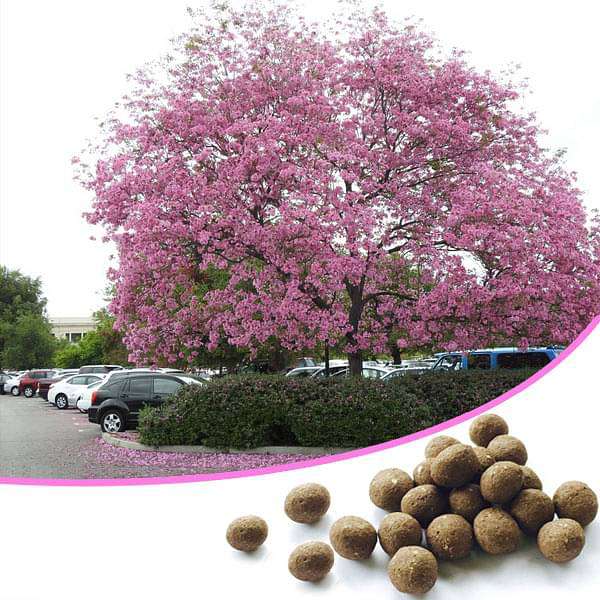 just throw and grow tree seed balls - 100 seed balls