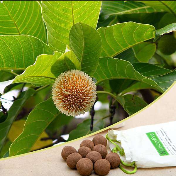Kadamba Insect Buy Kadamba, Anthocephalus cadamba - 20 Seed balls online from ...