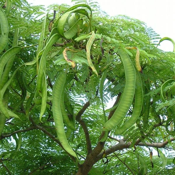 acacia concinna - 0.5 kg seeds