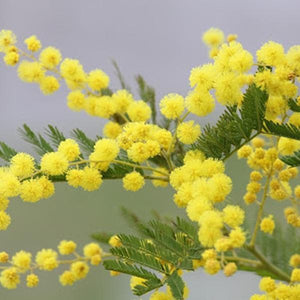 Buy Acacia Dealbata, Silver Wattle - 0.5 kg Seeds online from ...