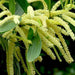 acacia mangium - 0.5 kg seeds