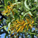acacia springvale - 0.5 kg seeds