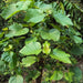 adina cordifolia - 0.5 kg seeds