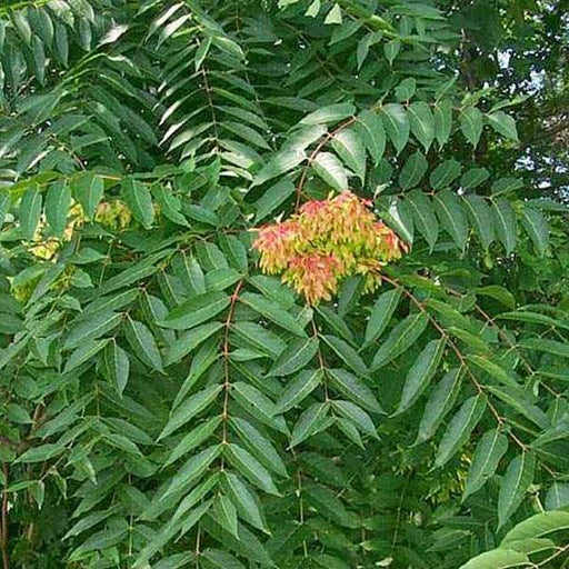 ailanthus excelsa - 0.5 kg seeds
