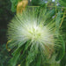 albizia lebbeck - 0.5 kg seeds