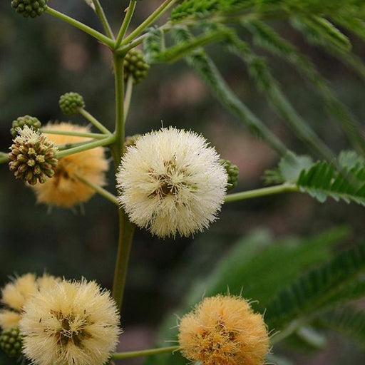 albizia odoratissima - 0.5 kg seeds