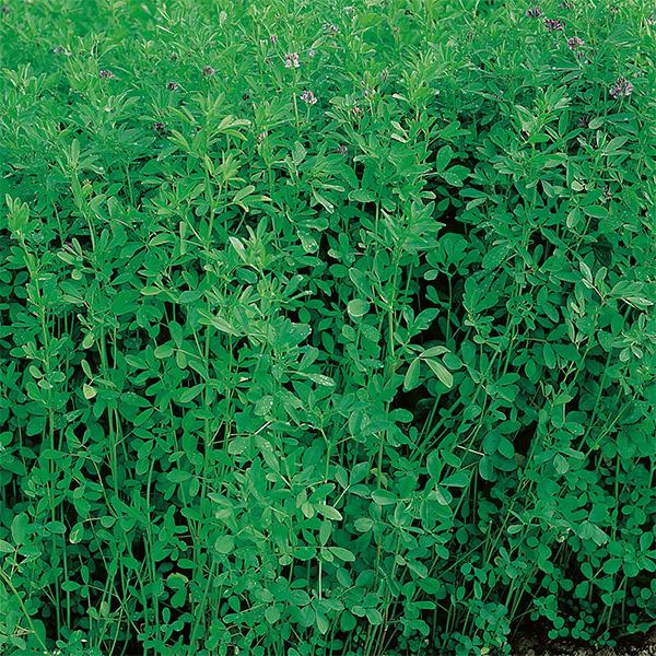 Alfalfa, Lucerne - 0.5 kg Seeds