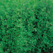 alfalfa - 0.5 kg seeds