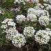 alyssum snow carpet - flower seeds