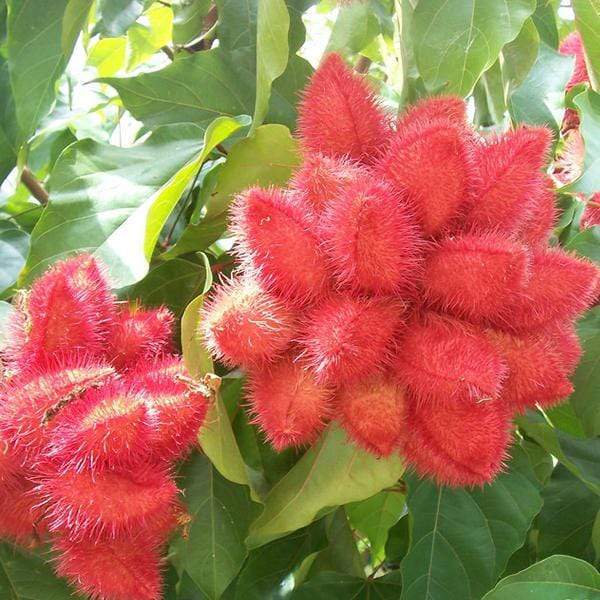 sindoor plant seeds Buy Annatto, Bixa Orellana, Shendri, Sindur