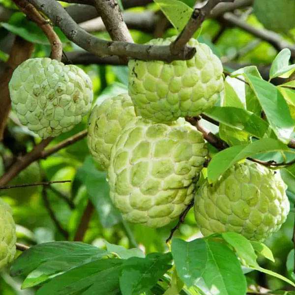 Buy Annona Squamosa Sharifa, Custard Apple, Sitafal - 0.5 kg Seeds online from Nurserylive at lowest price.