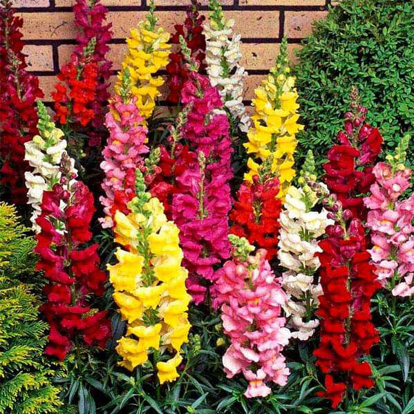 Buy Fragrant Flower Seeds online from Nurserylive at lowest price.