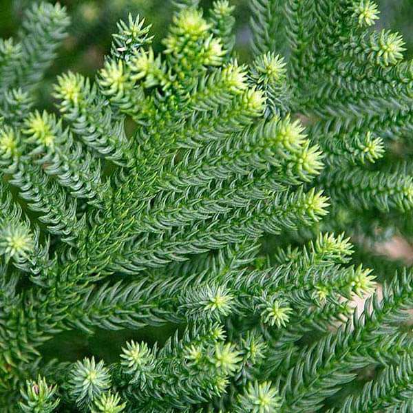 araucaria plant seeds Buy Araucaria Cunninghamii, Hoop Pine