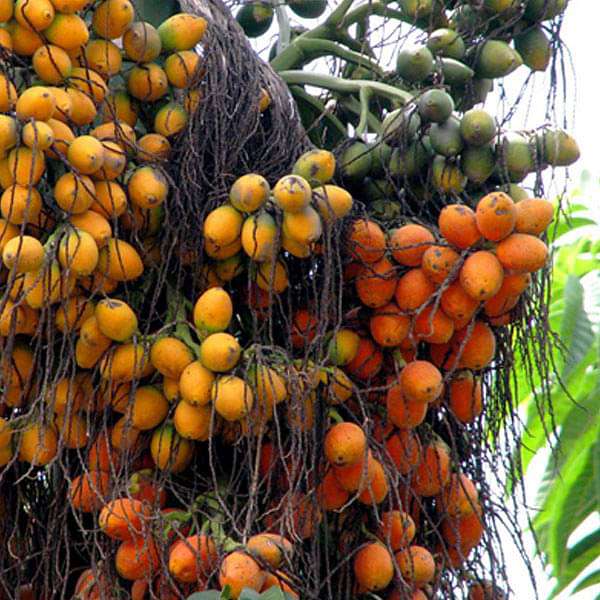 areca palm growing from seeds Buy Areca Catechu, Betel Palm