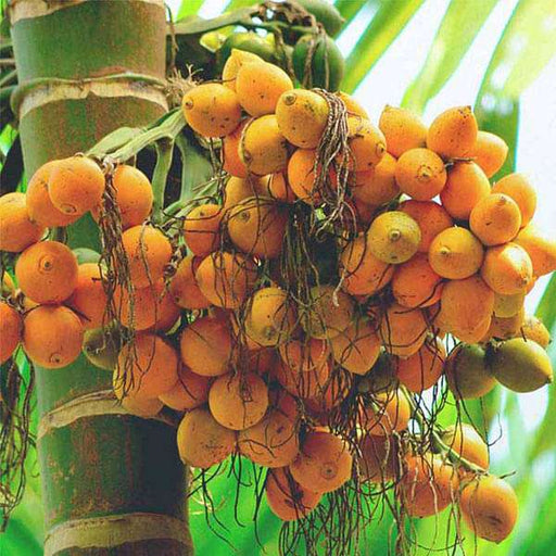 areca palm propagation from seed Buy Areca Palm