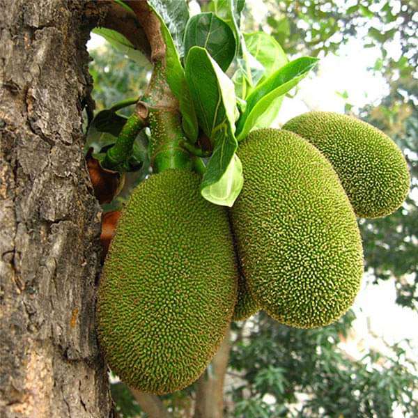 Buy Artocarpus Heterophyllus, Jackfruit kg Seeds online from