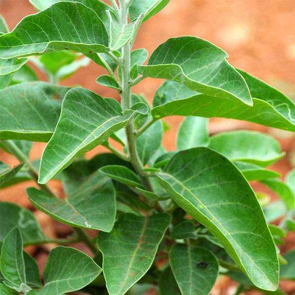 ashwagandha india ginseng - herb seeds