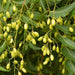 azadirachta indica - 0.5 kg seeds