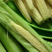 baby corn f1 hybrid - vegetable seeds