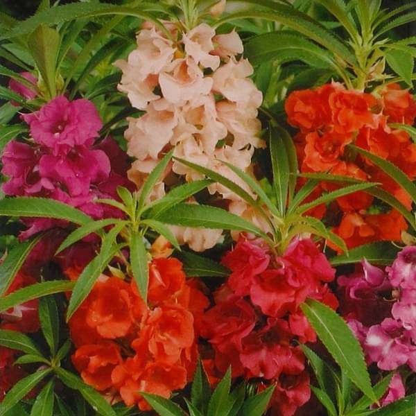 balsam double mixed color - desi flower seeds