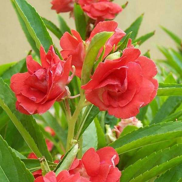 rose balsam seeds Buy Balsam Rose, Balsam Gulab
