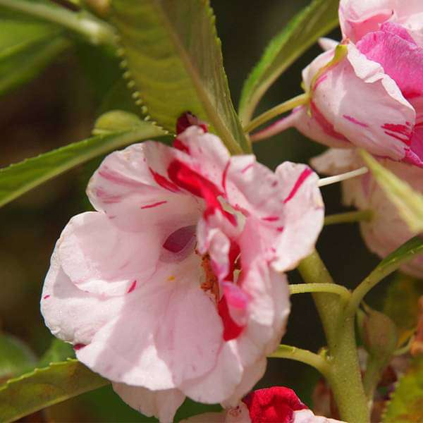 Buy Balsam Single