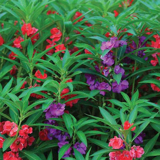 balsam tom thumb mixed color - flower seeds