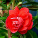balsamine rose flower - flower seeds