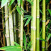 bambusa arundinacea - 0.5 kg seeds