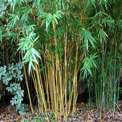 bambusa arundinacea - 0.5 kg seeds