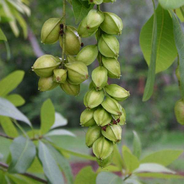 barringtonia acutangula - 0.5 kg seeds
