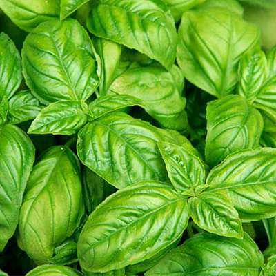 Basil leaf plant (Basil Ocimum, Holy basil, Ocimum basilicum) Basil leaf plant