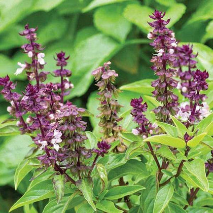 Buy Basil Sweet Scented Herb Seeds online from Nurserylive at