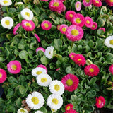 Bellis Perensis, Daisy Mixed Color - Flower Seeds