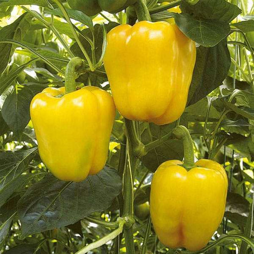 bellpepper mini yellow imported - vegetable seeds